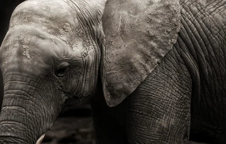 Namibie : tuée par un éléphant en voulant faire une photo