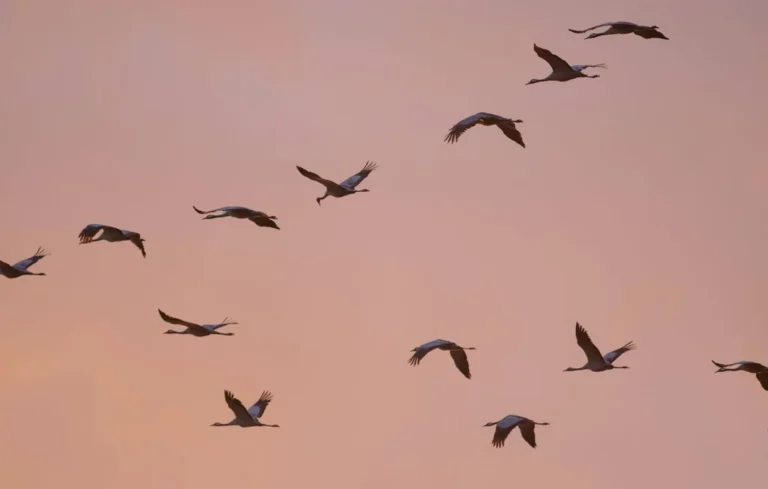 Les oiseaux prédisent-ils la météo ? La vérité scientifique