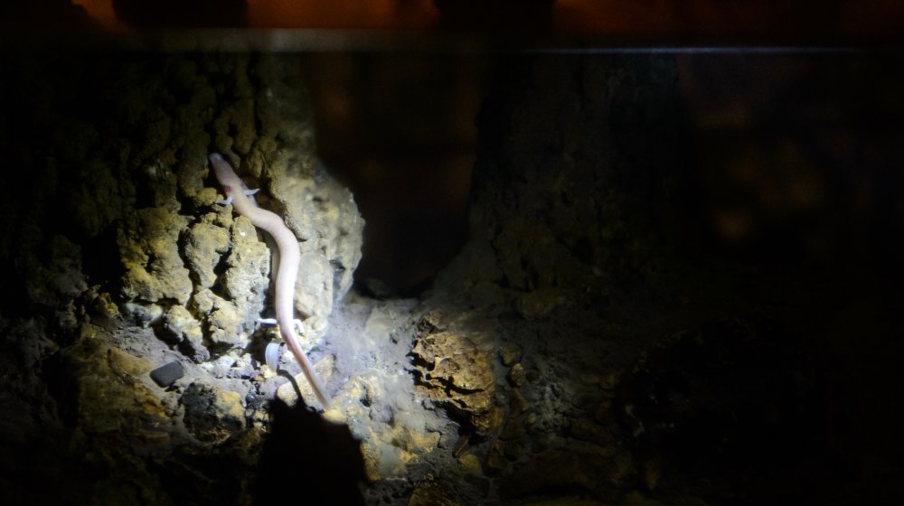 Gros plan sur un olm