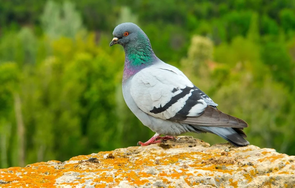 Les Pigeons Peuvent-ils Reconnaître des Mots Écrits ?