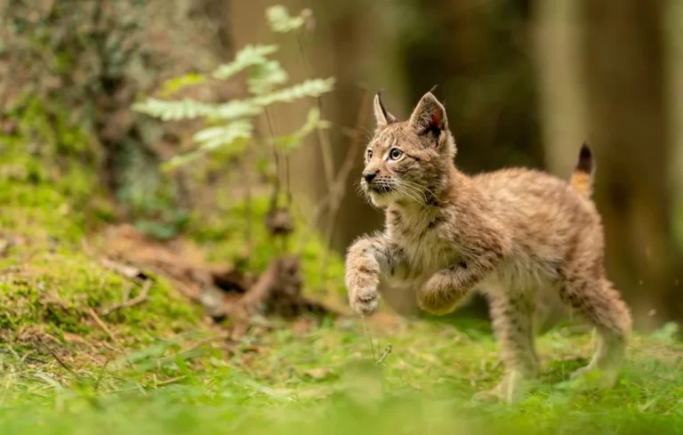 Le retour du lynx boréal en Europe : une reconquête fragile