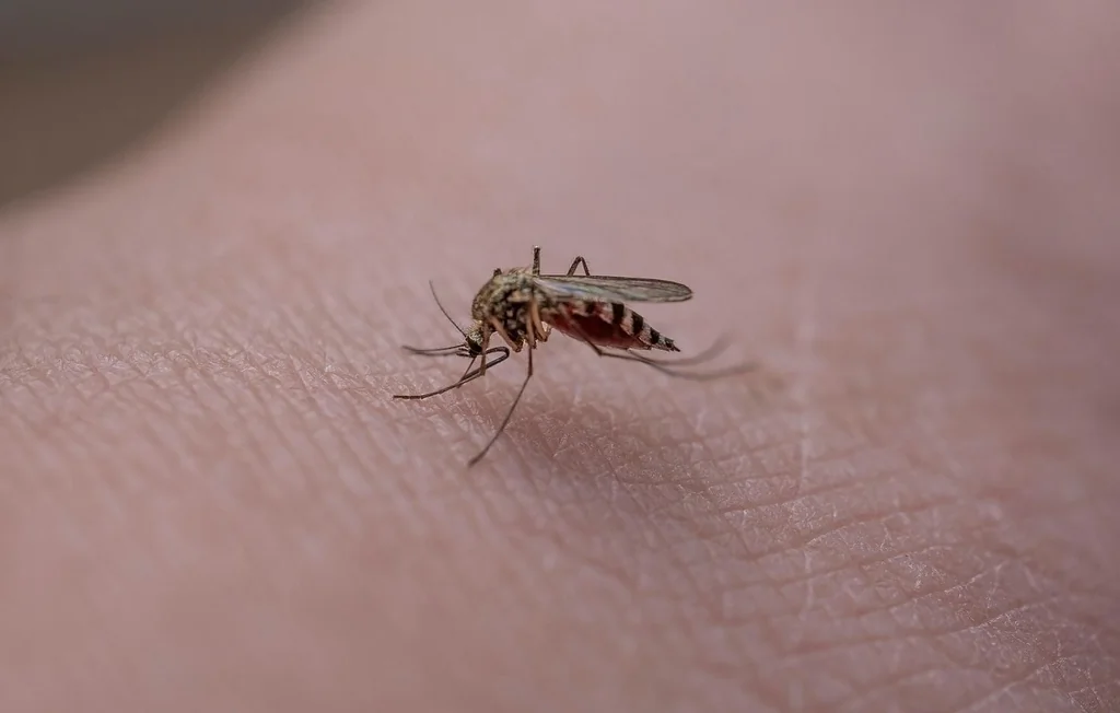 Retour précoce des moustiques : vers une invasion estivale ?