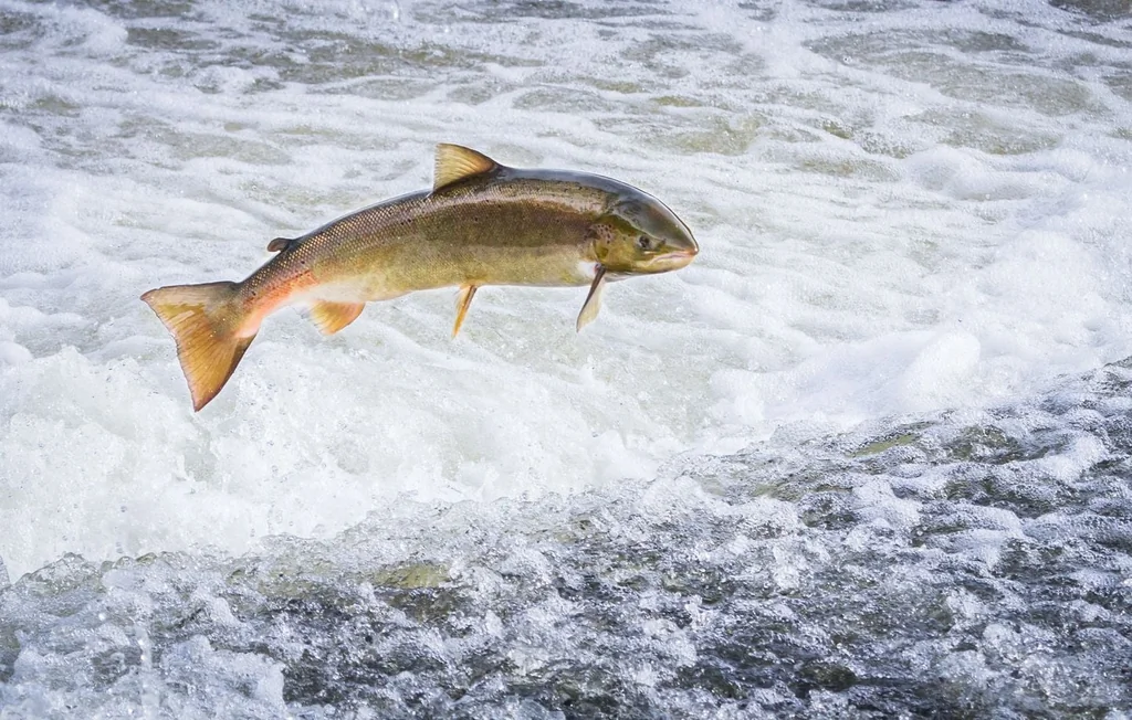 L'incroyable secret de la migration du saumon vers sa rivière