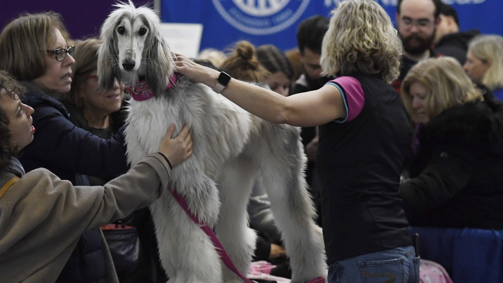 afghan hound