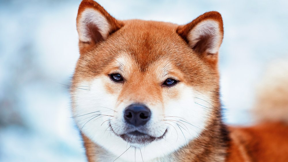 Shiba Inu