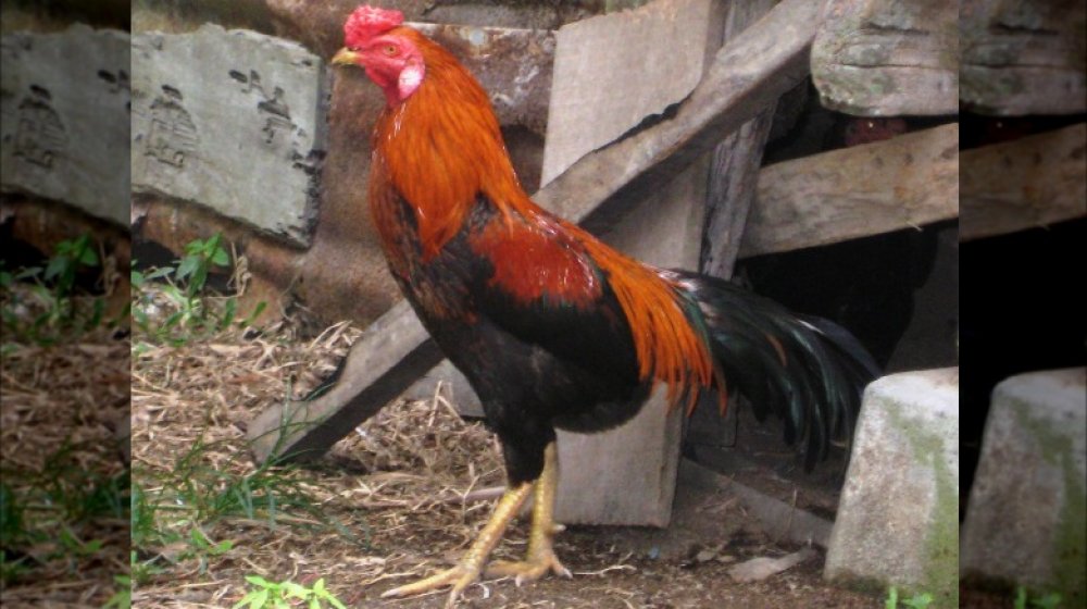 Poule Malay agressive