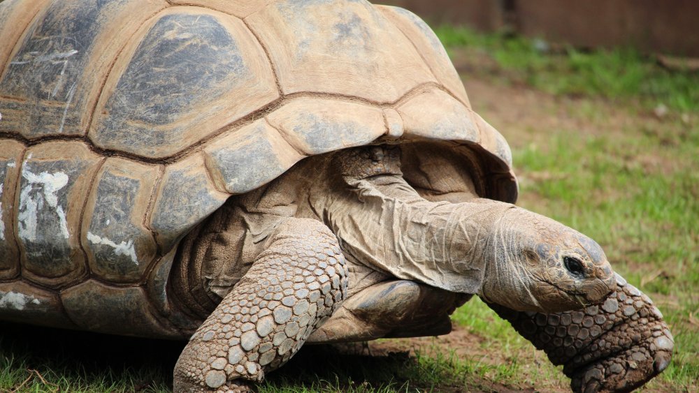 Tortue et détecteur de fumée