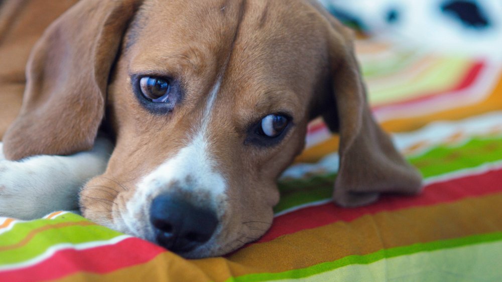 Illustration - chien errant