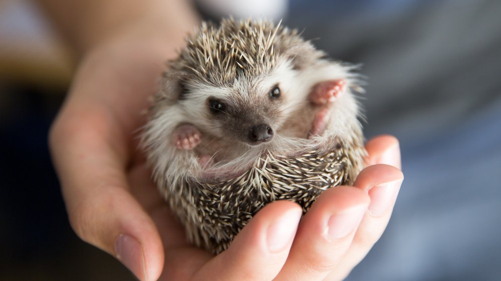 African pygmy hedgehog