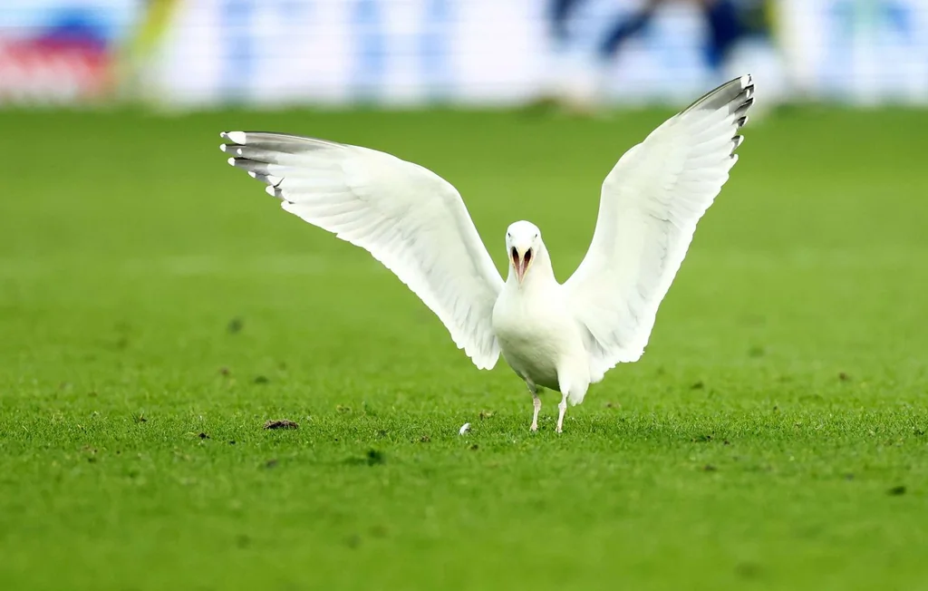 Turquie : il devient célèbre en ranimant une mouette en plein match