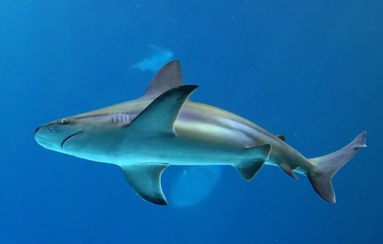 Un requin géant filmé pour la première fois en Antarctique