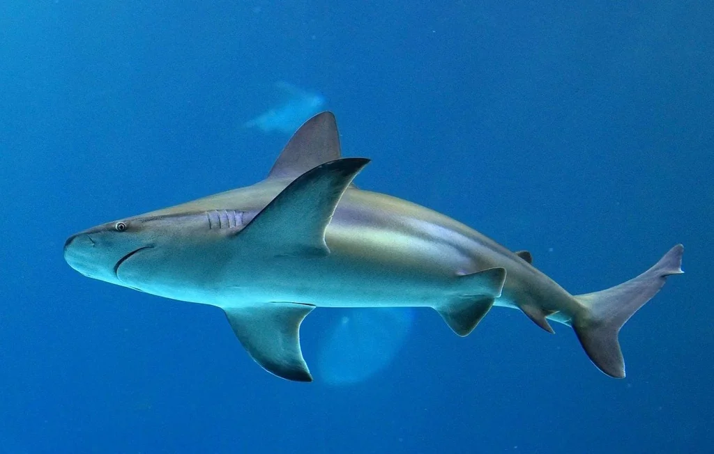 Un requin géant filmé pour la première fois en Antarctique
