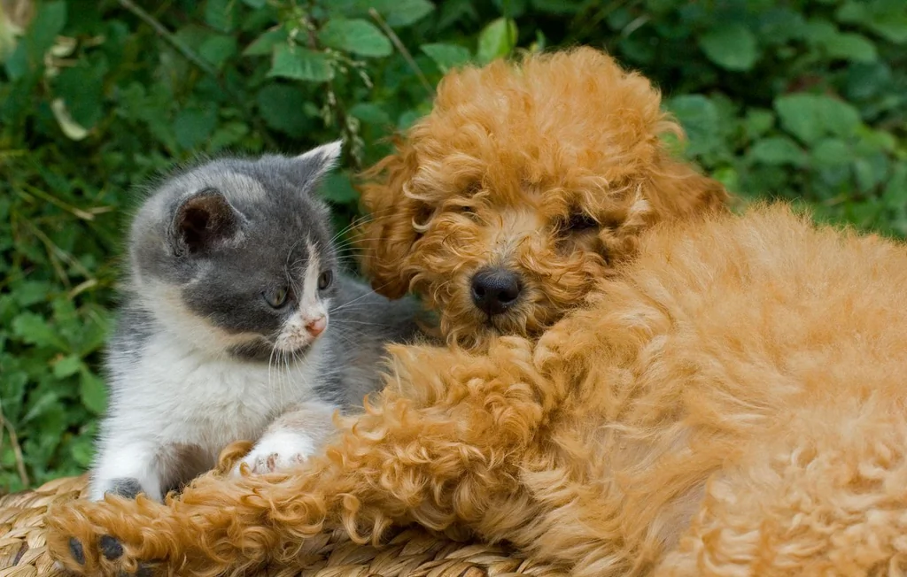 Vente d'animaux : 30 Millions d'Amis saisit le Conseil d'État