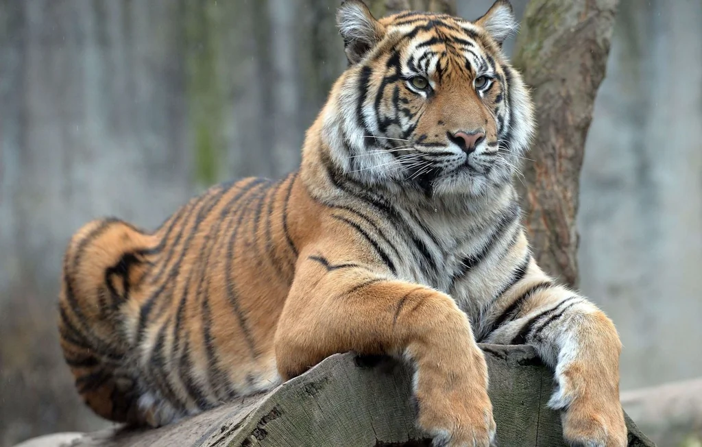 Vietnam : Saisie de tigres congelés et arrestation de deux trafiquants