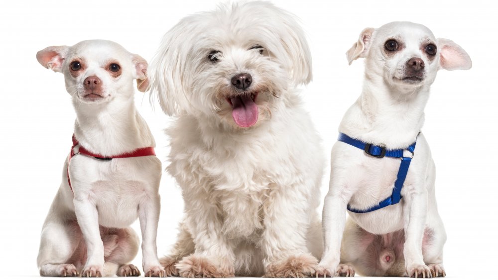 Chihuahuas and Maltese