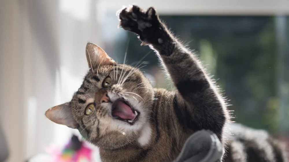 Ce qu'il ne faut jamais faire avec son chat