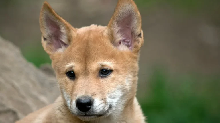 Chute d&rsquo;un chiot : Une espèce rare de dingo en Australie