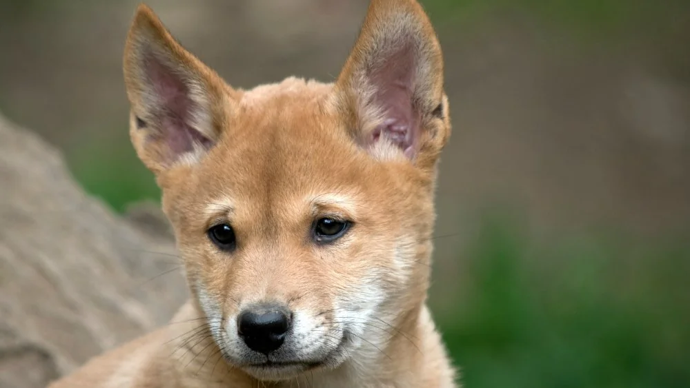 Chute d'un chiot : Une espèce rare de dingo en Australie
