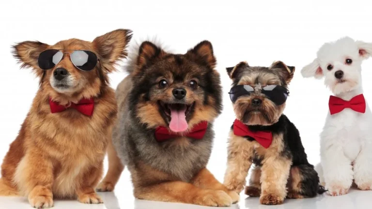 Combien de races de chiens existe-t-il dans le monde ?