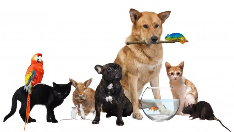 Comment savoir si votre animal vous aime vraiment ?