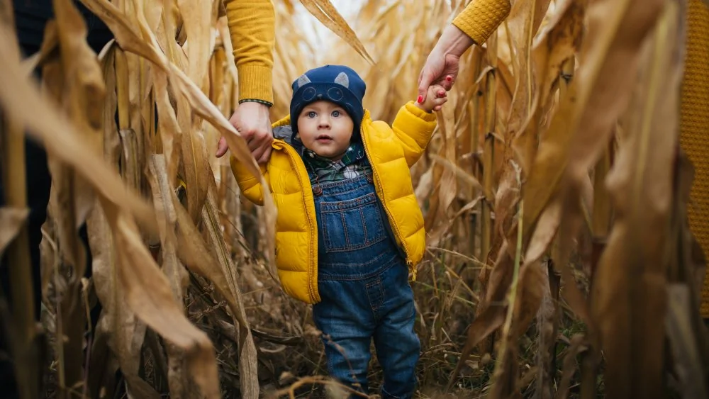 Comment sortir facilement d'un labyrinthe de maïs