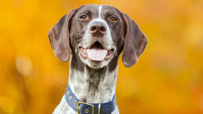 Découvrez la Vie avec un Chien Pointer: Compagnon Idéal