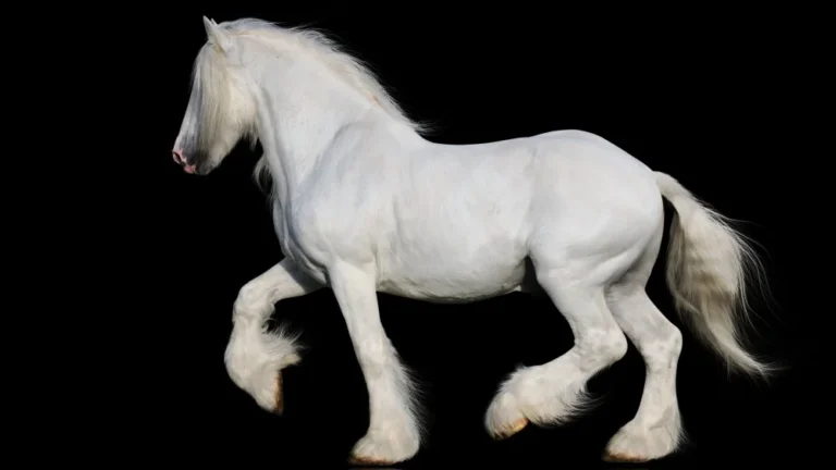 Découvrez la plus grande race de chevaux au monde