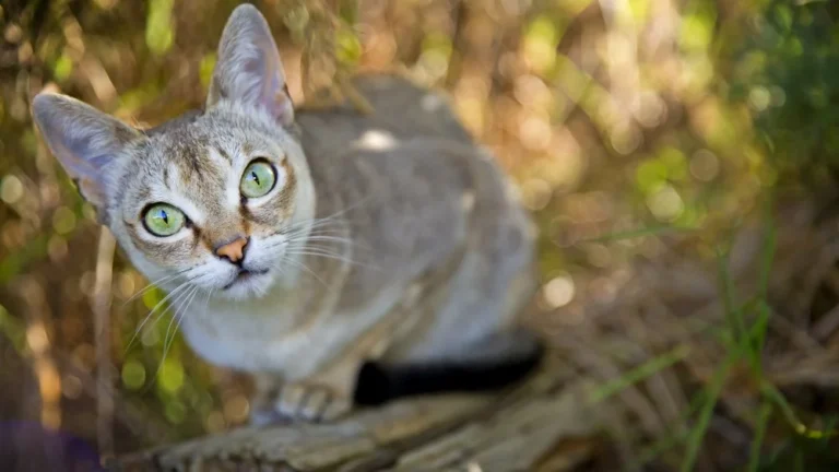 Découvrez la plus petite race de chats au monde : le Singapura