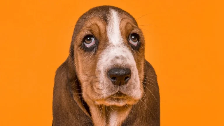 Découvrez la race de chien la plus lente au monde !