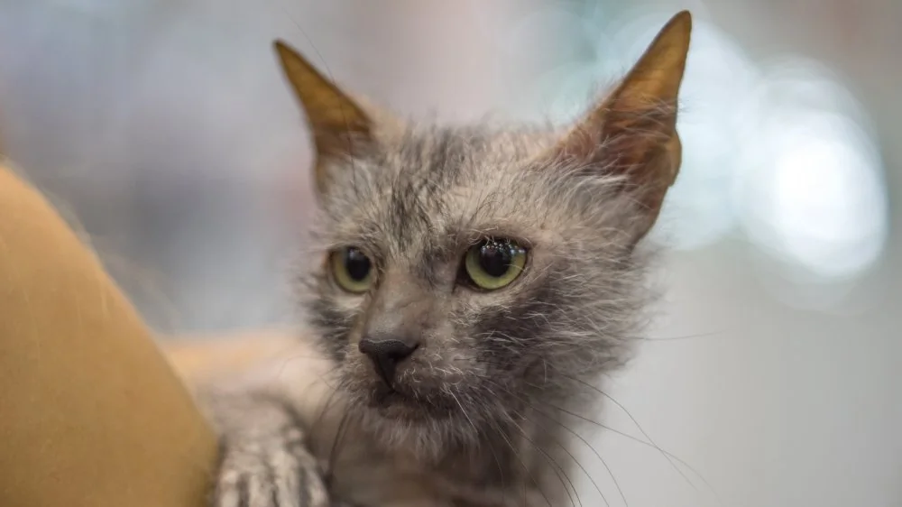 Découvrez le Lykoi, la race de chat la plus rare au monde