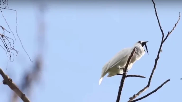Découvrez le Male White Bellbird, l&rsquo;Oiseau le Plus Bruyant du Monde