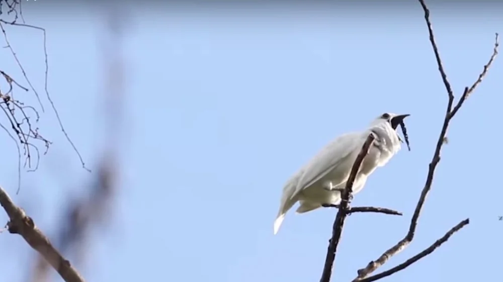 Découvrez le Male White Bellbird, l'Oiseau le Plus Bruyant du Monde