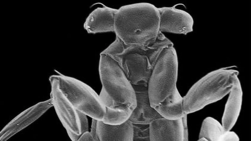 Découvrez le Plus Petit Insecte du Monde : Une Merveille de la Nature