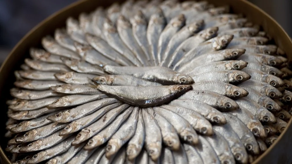 Découvrez le Poisson le Plus Lent du Monde