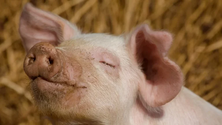 Découvrez le plus petit cochon du monde : le pygmy hog