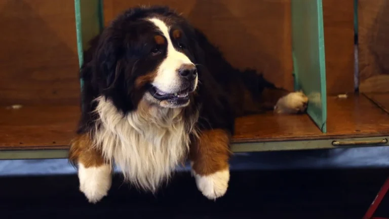 Devenez &lsquo;Fur Butler&rsquo; et passez du temps avec un chien à Aspen
