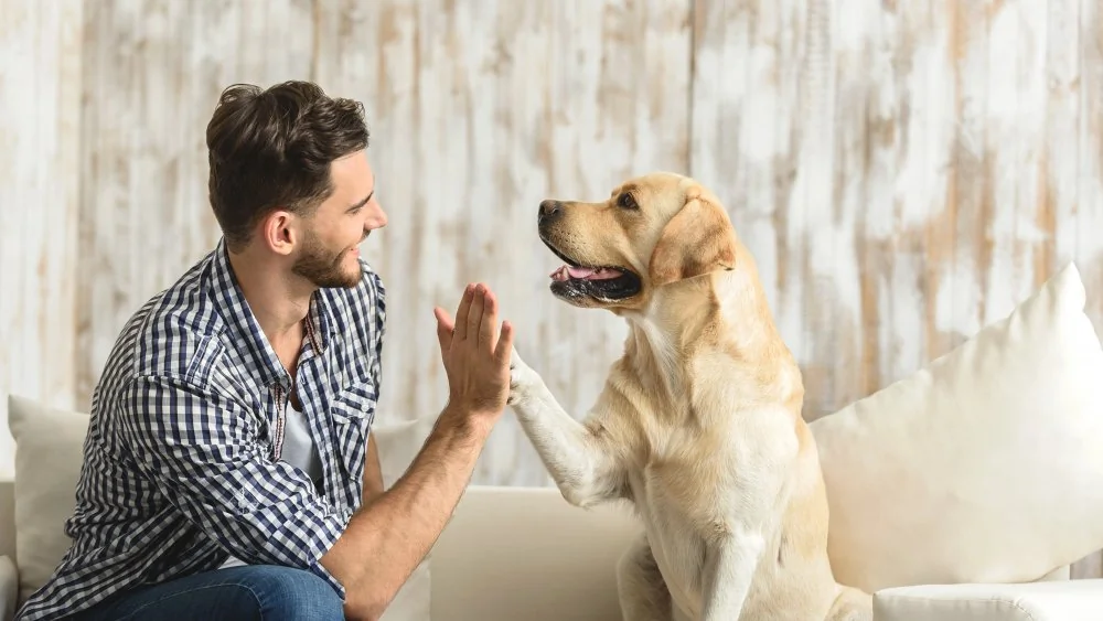 L'ADN Humain et Canin: Une Connexion Surprenante