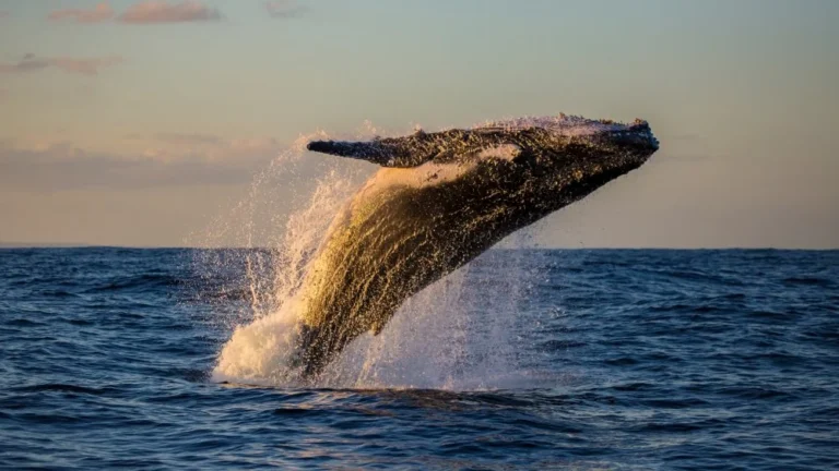 L&rsquo;Impact de l&rsquo;Absence des Baleines sur les Océans