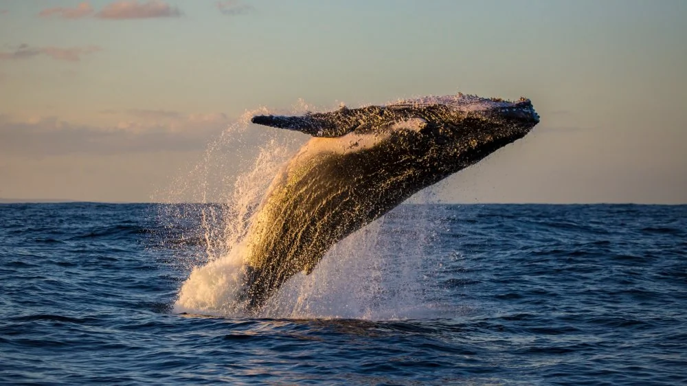 L'Impact de l'Absence des Baleines sur les Océans