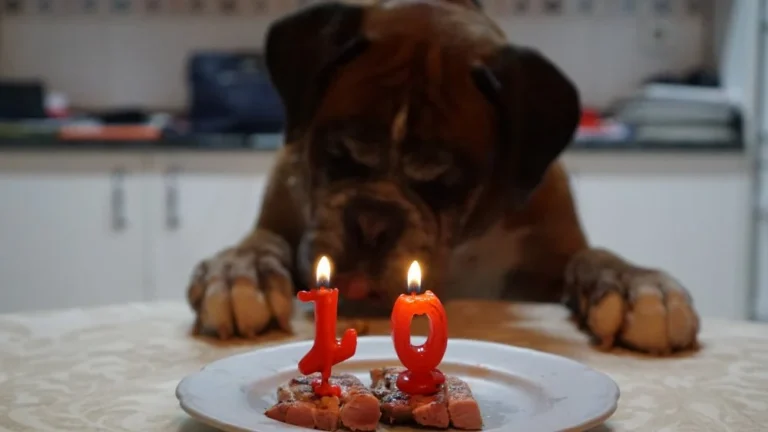 L&rsquo;âge réel de votre chien : ce que vous devez savoir