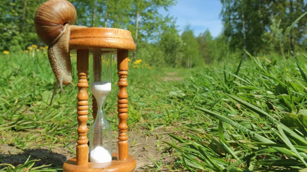 L'animal le plus vieux du monde : le quahog des océans