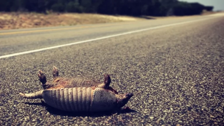 La Californie Légalise la Consommation de Roadkill