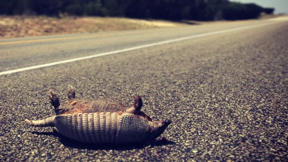 La Californie Légalise la Consommation de Roadkill