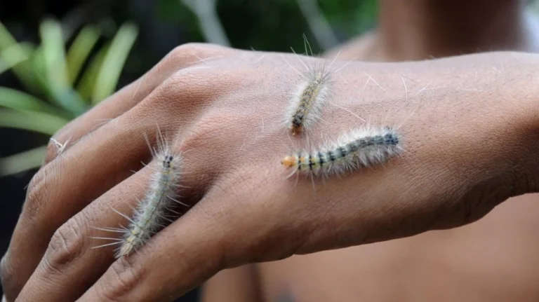 La Chenille la Plus Venimeuse au Monde : Un Danger Insoupçonné