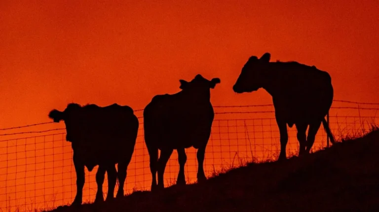 La Vraie Raison pour laquelle les Vaches Ne Peuvent Pas Être Renversées