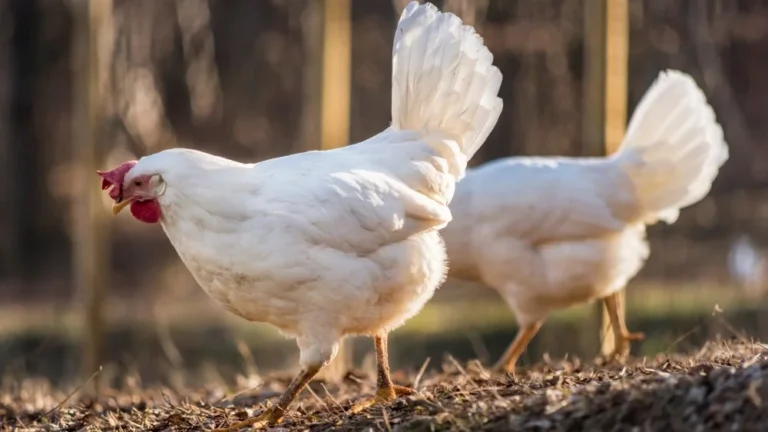 La race de poules qui pond les plus gros œufs