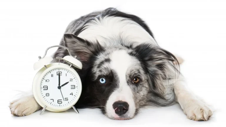 La vérité sur l&rsquo;âge des chiens : mythes et réalités