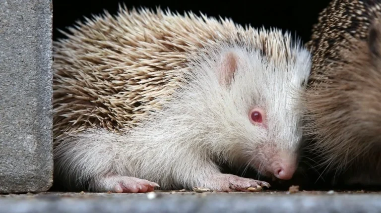 La vérité sur les hérissons comme animaux de compagnie