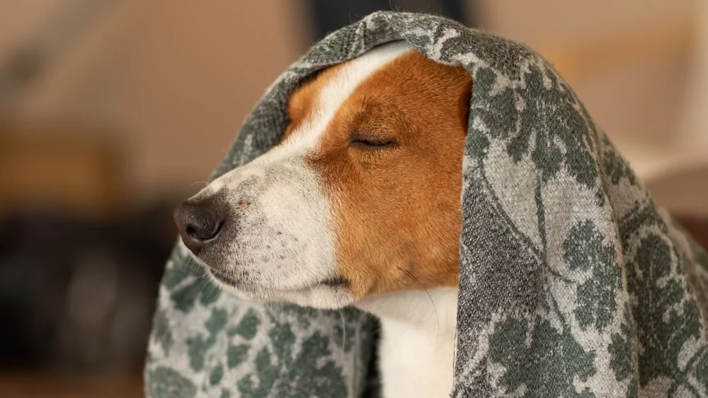 Le Basenji : le chien qui ne sait pas aboyer