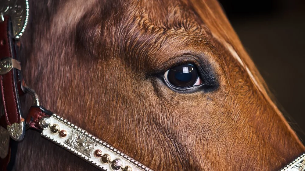 Le Cheval le Plus Cher du Monde : Green Monkey